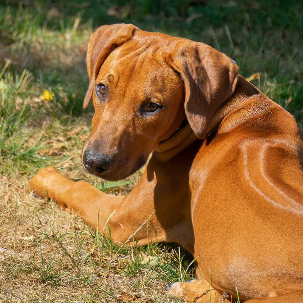 Bild eines Rhodesian Ridgebacks von Justus Menke (Unsplash)